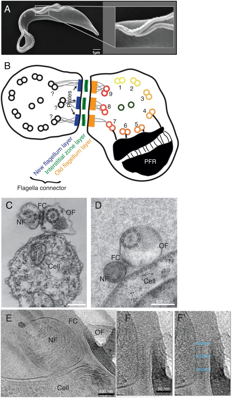 Fig 1