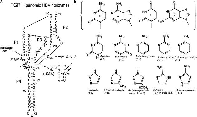 FIGURE 1.