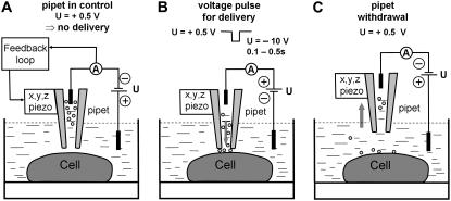 FIGURE 4