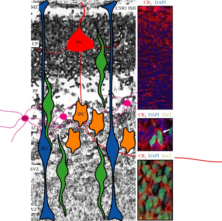 Figure 2.