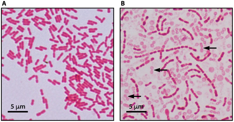 FIG 3