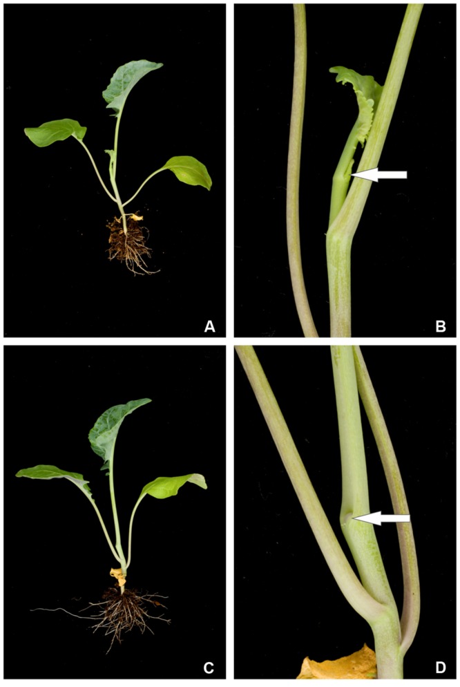 FIGURE 2