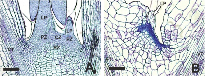 FIGURE 3