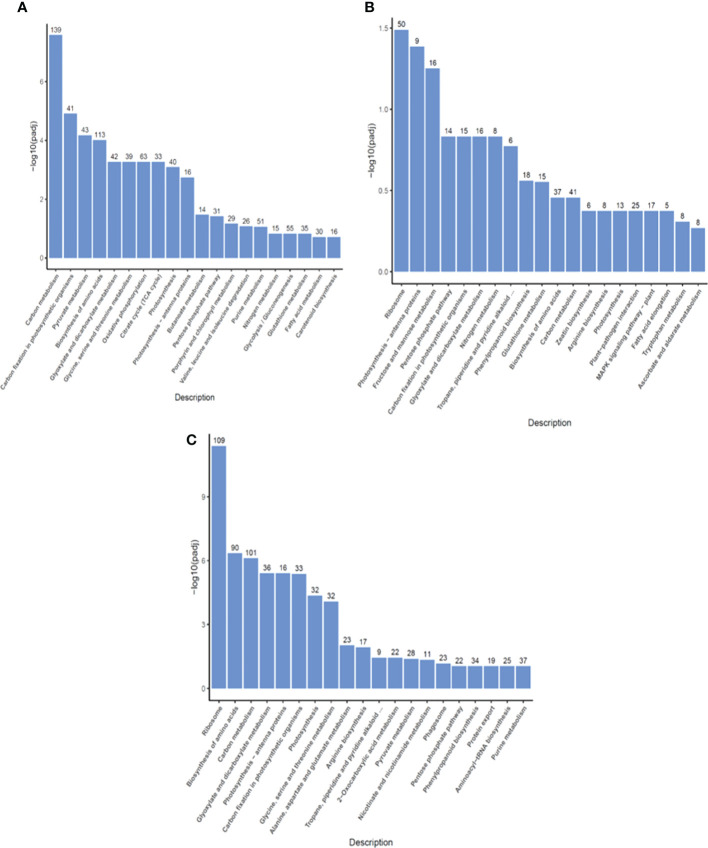 Figure 4