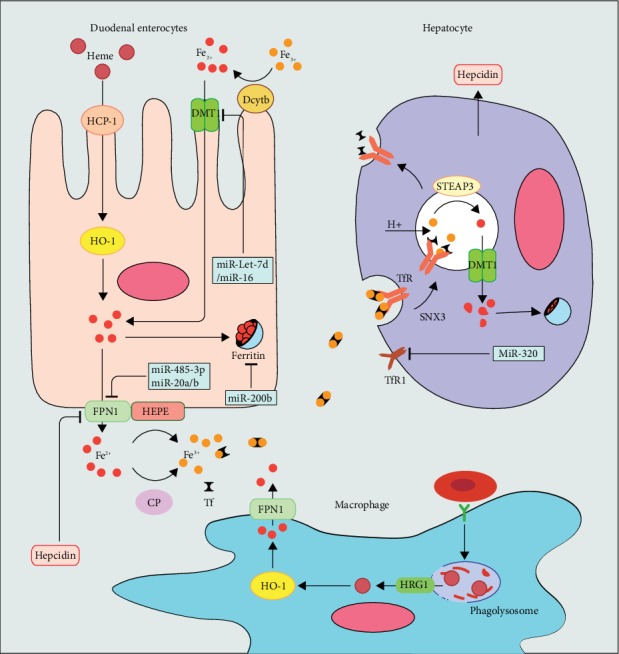 Figure 1