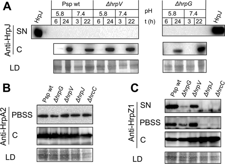 FIG 6 