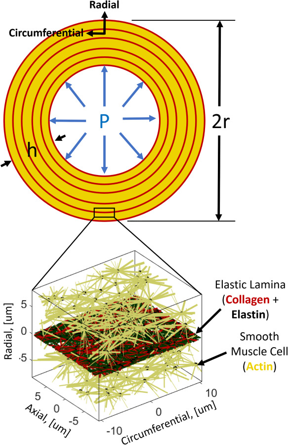 Aortic vessel geometry and repeated medial lamellar unit