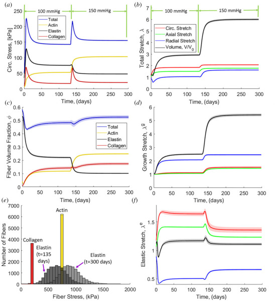 (a) Circumferential stress evolution with normal blood pressure (100 mmHg) and hypertension (150 mmHg). (b) Overall tissue stretch evolution. (c) Fiber volume fraction evolution. (d) Growth contribution of stretch evolution. (e) Histogram of fiber stresses for each fiber type at t = 135 days and t = 300 days. (f) Elastic contribution of stretch evolution. Solid lines are means and the shaded region is 95% confidence interval for N = 8.