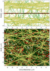 Homeostatic hypertensive MLU showing small diameter(r < 25 μm) radial actin fibers (green), large diameter actinfibers(r > 25 μm) (gold), planar collagen (red), and planar elastin (black)