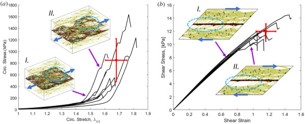 Representative failure curves (black lines) and networks before (I) and after (II) failure for (a). circumferential failureand (b) shear failure. The dot shows the mean failure behavior and the cross shows the 95% confidence interval. The blue arrows on the networks show the direction of loading, and the dashed ovals show tear formation in (a), and delamination in (b).