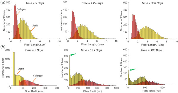 Pooled histograms of all fibers in all networks (N = 8) for (a) fiber length evolution of actin and collagen. (b) Fiber radius evolution of actin and collagen. The arrows (green) show the actin fiber peak at small radii.