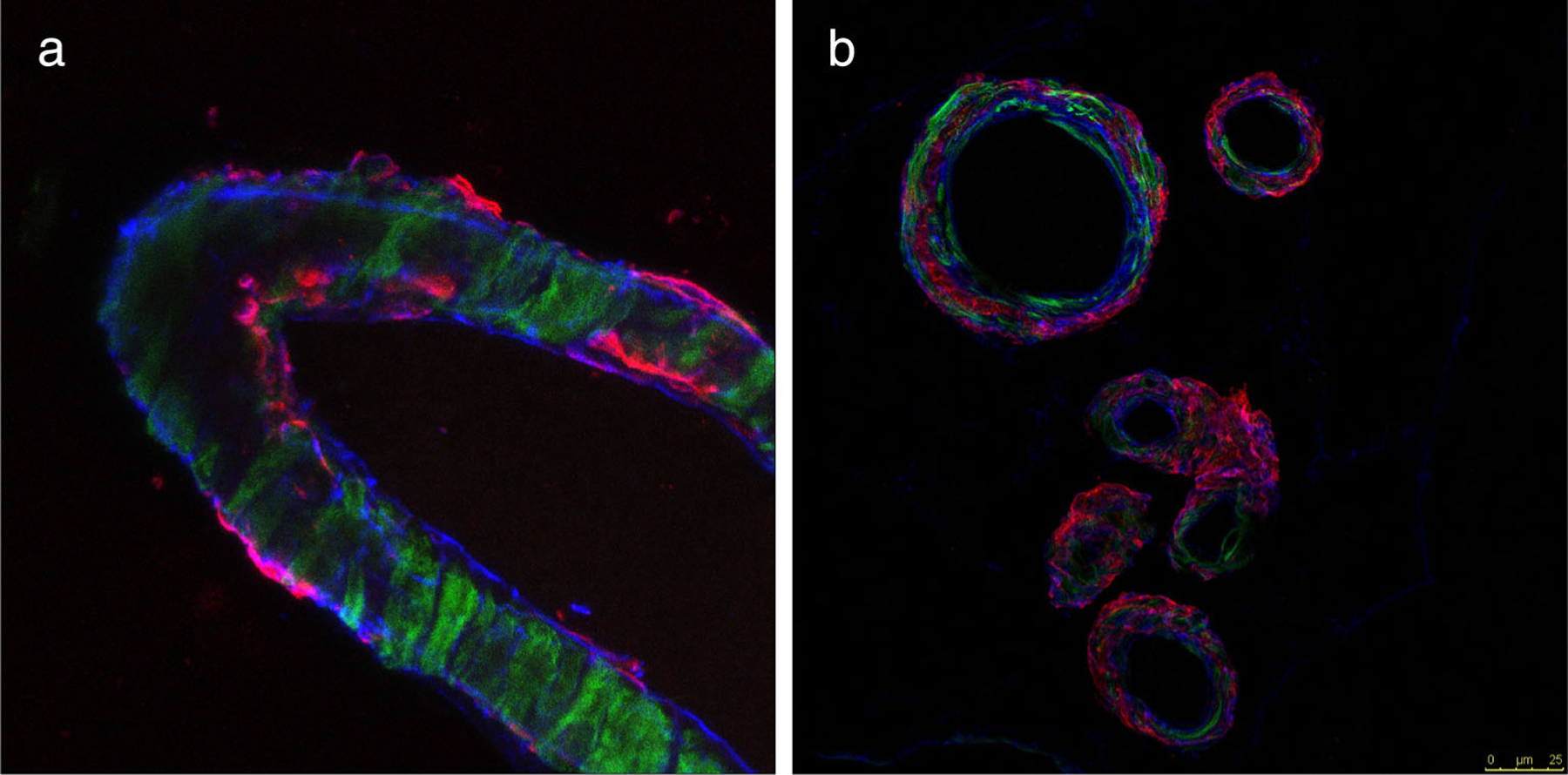 FIGURE 2: