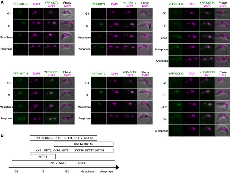 Figure 4