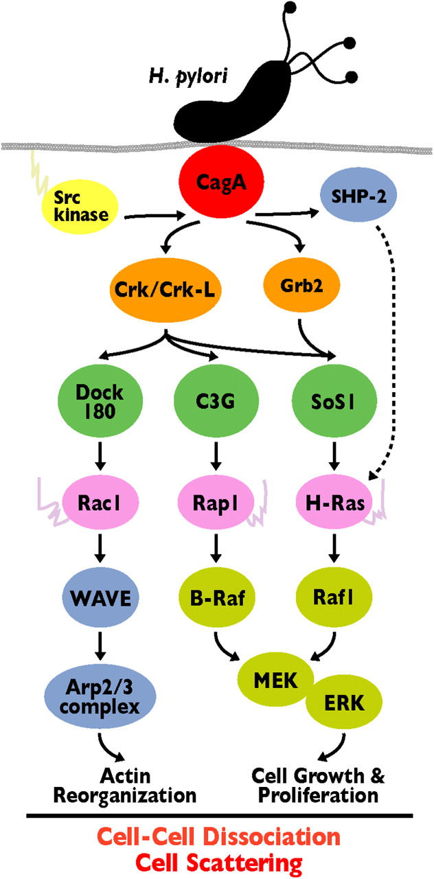 Figure 8.