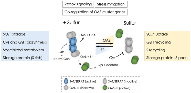 Box 1. Simplified model illustrating dynamic assembly of Cys synthase complex and regulation of sulfur metabolism in plants