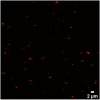 Figure 4—figure supplement 1.