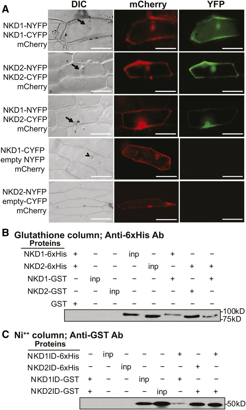 Figure 6.