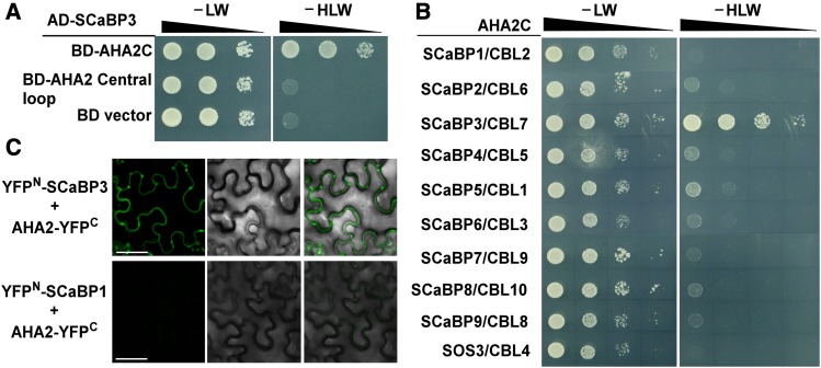 Figure 2.