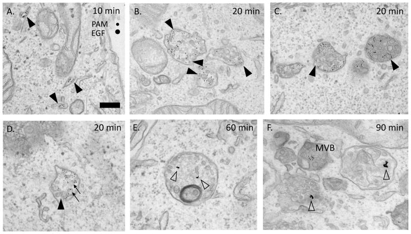 Fig. 9