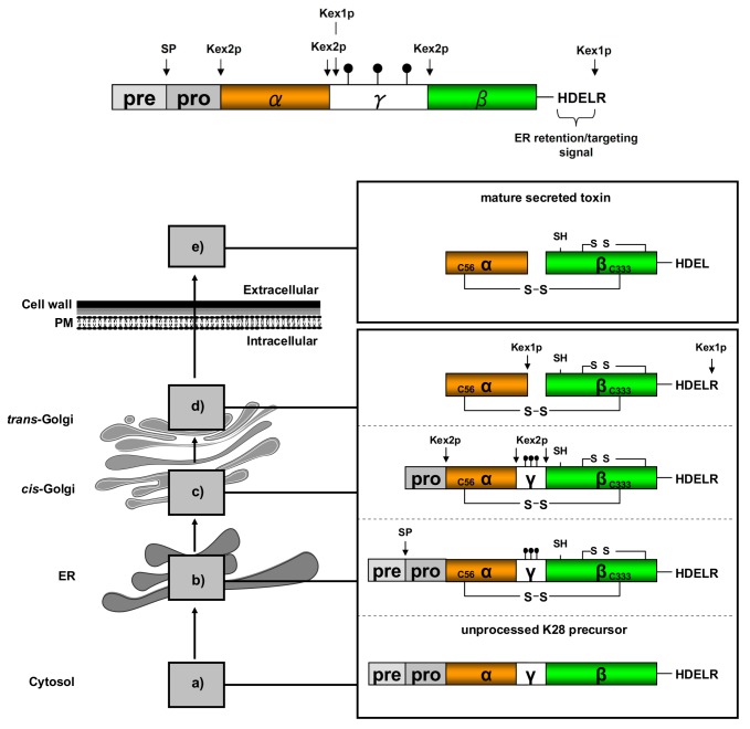 graphic file with name toxins-10-00132-i001.jpg