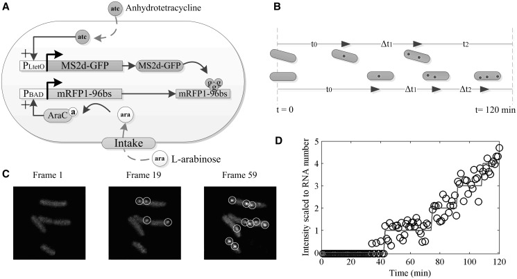 Figure 1.