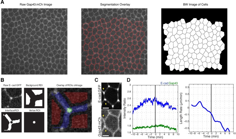 Figure 1—figure supplement 1.