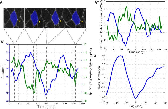 Figure 4—figure supplement 1.