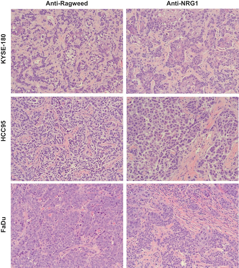 Figure 4—figure supplement 1.