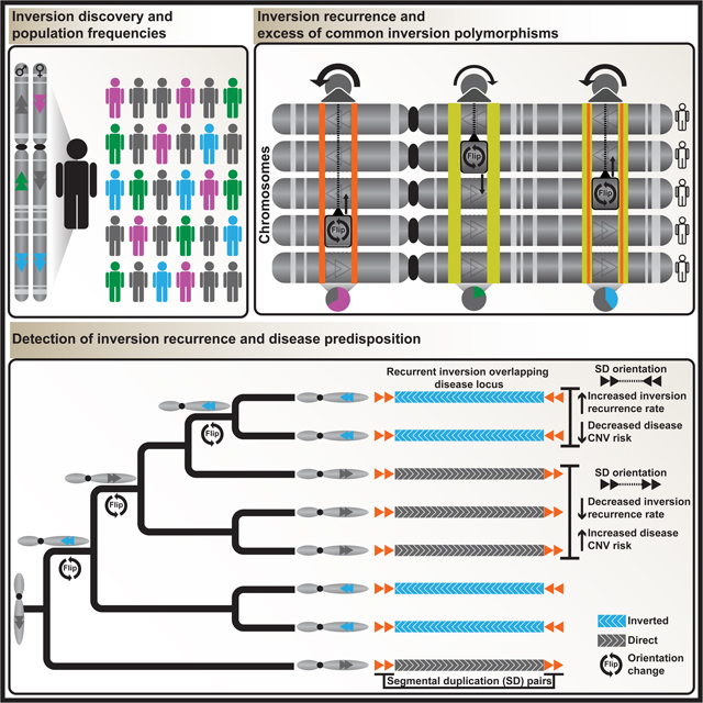 graphic file with name nihms-1803457-f0007.jpg