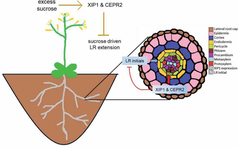 Figure 4.