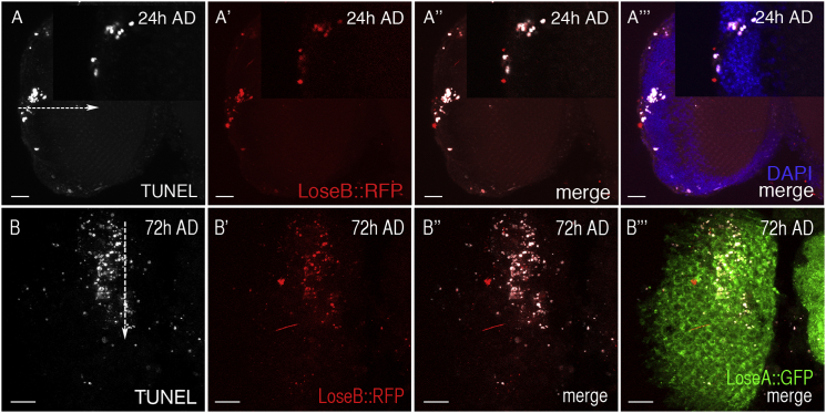 Figure 3