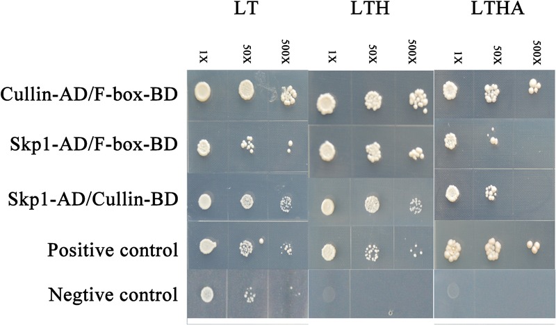 FIGURE 1