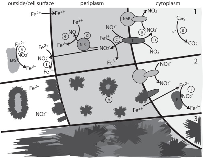 FIG 7