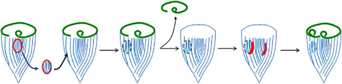 FIGURE 3