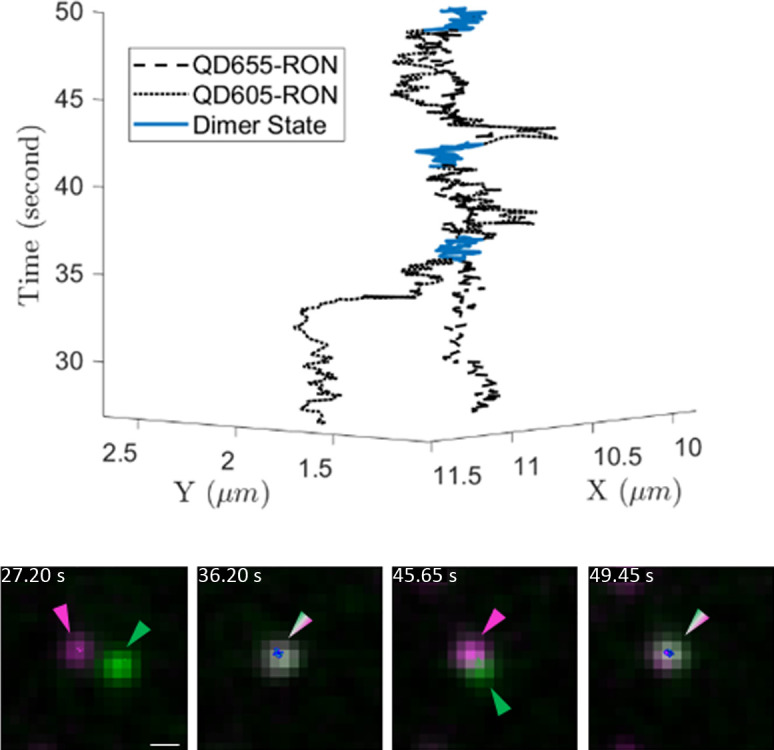 Figure 4—figure supplement 1.