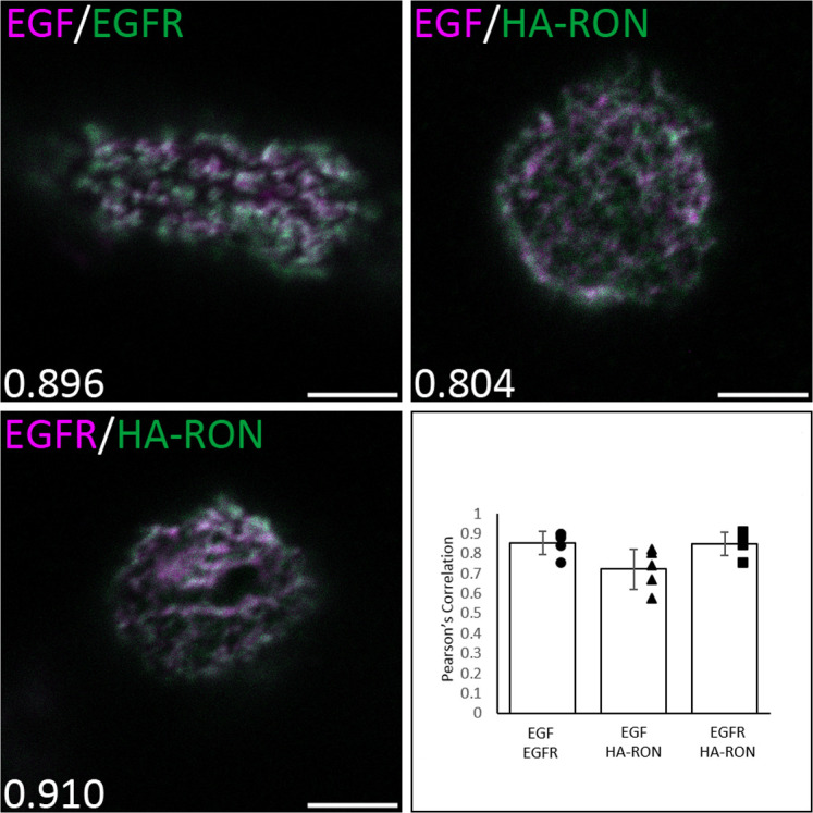 Figure 2—figure supplement 1.