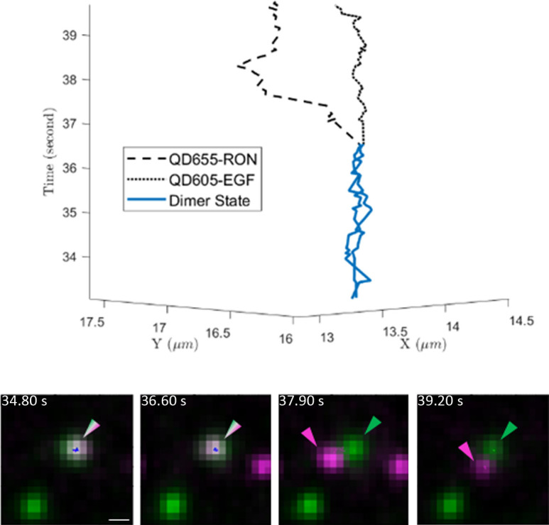 Figure 4—figure supplement 3.