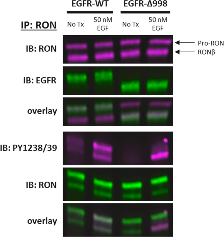 Figure 1—figure supplement 4.