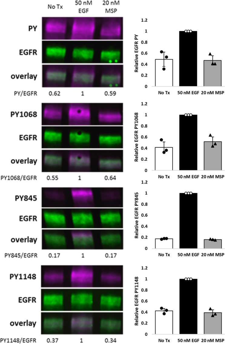 Figure 1—figure supplement 3.