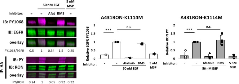 Figure 5—figure supplement 1.