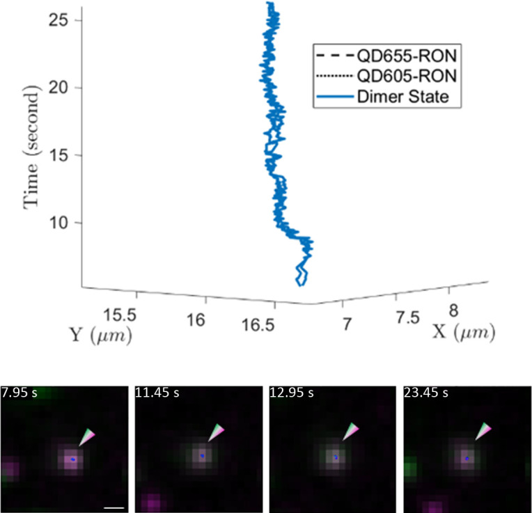 Figure 4—figure supplement 2.