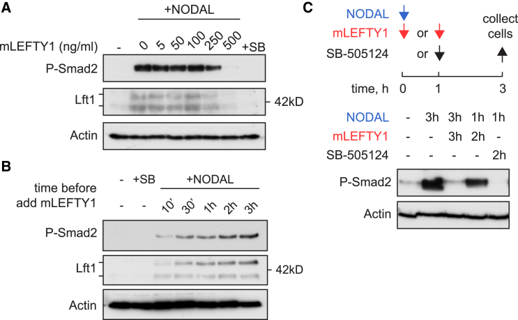 Figure 6