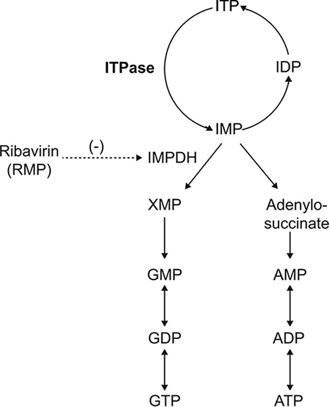 FIG 1