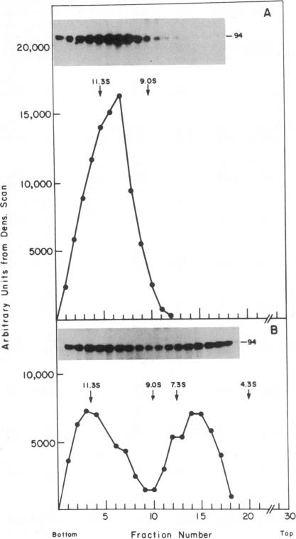 graphic file with name pnas00625-0035-b.jpg