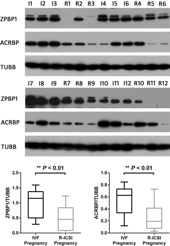 Fig. 8