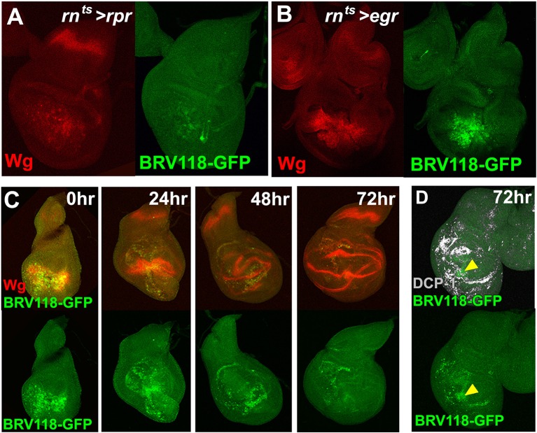 Figure 4—figure supplement 1.