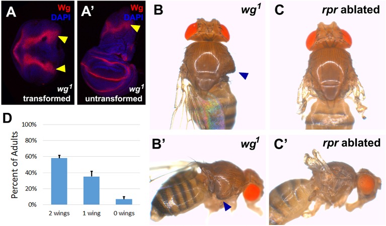 Figure 3—figure supplement 1.