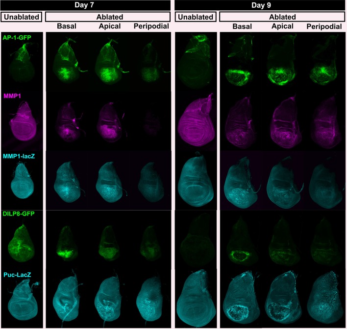 Figure 2—figure supplement 2.