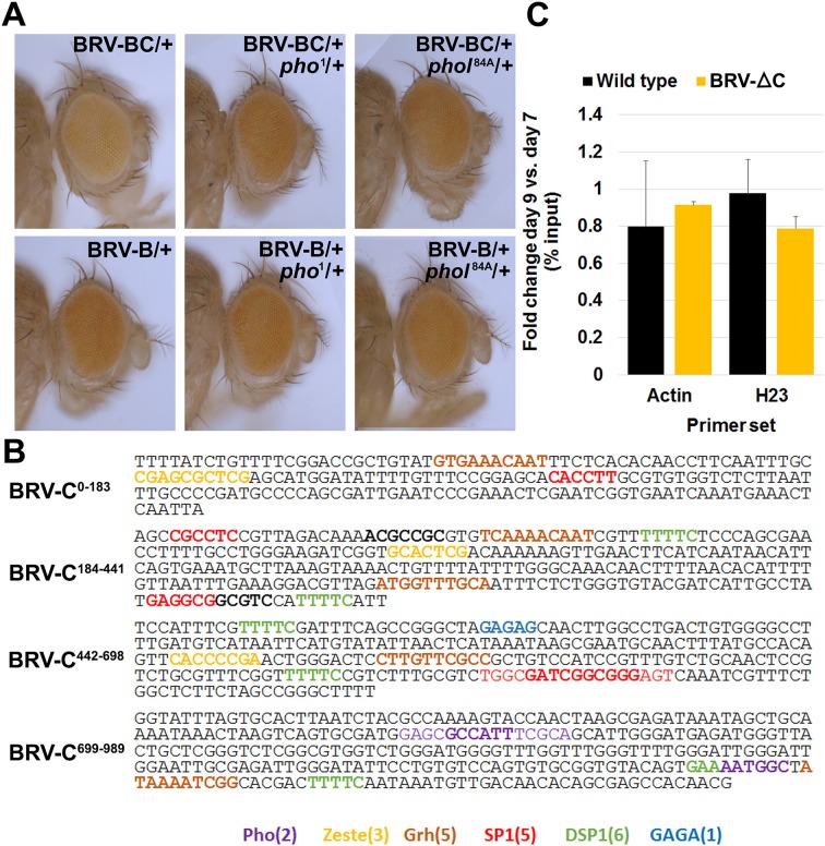 Figure 7—figure supplement 2.