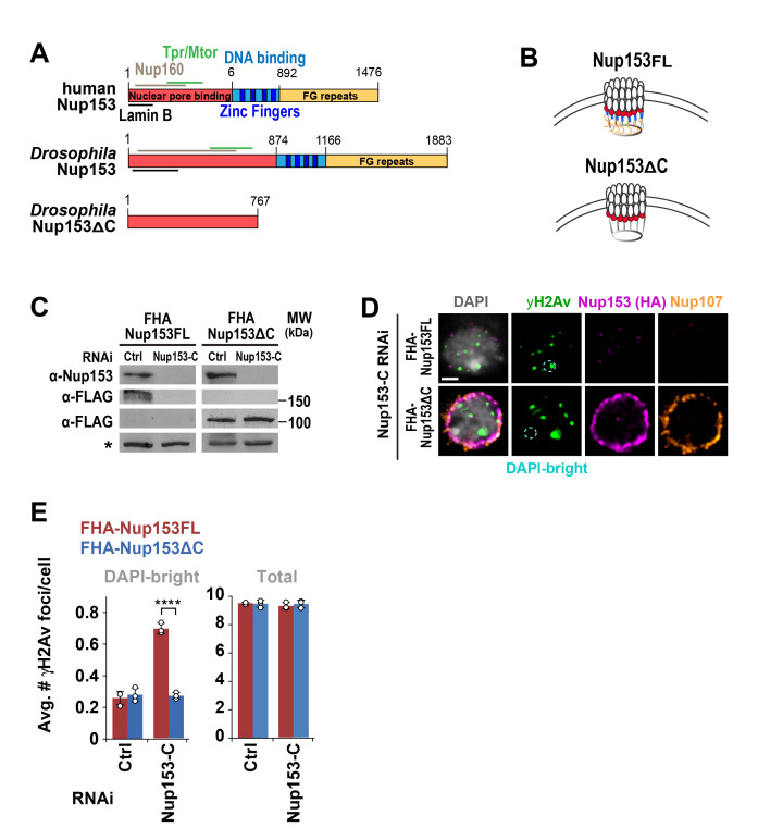 
Figure 1.
Nup153 DNA-binding and FG-repeat domains are not required for relocalization of heterochromatic DSBs.
